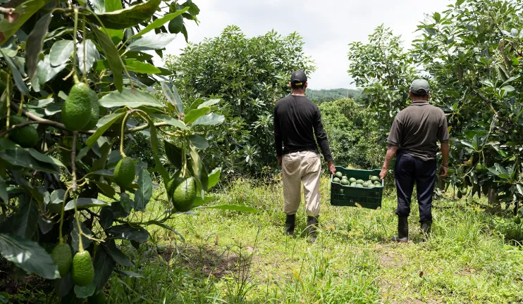 THE GWG AVOCADO PLANTATION AND COLONIAL ANTIGUA COMBO TOUR